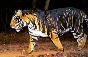 इंदौर जू में नए साल में आएगा ब्लैक टाइगर, मेलानिस्टिक और व्हाइट टाइगर की मेटिंग से उम्मीद