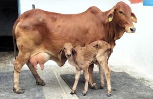 विशेष आर्टिकल- गिर गाय नस्ल: स्वदेशी गौ संवर्धन की रानी – विशेषताएं, लाभ और उत्तर प्रदेश में योगदान