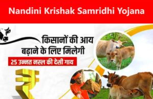 विशेष आर्टिकल- नंदिनी कृषक समृद्धि योजना: योगी सरकार का डेयरी सशक्तिकरण मॉडल – लाभों का विस्तृत विश्लेषण