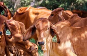 विशेष आर्टिकल- साहीवाल गाय नस्ल: उत्तर प्रदेश की डेयरी क्रांति की रानी – विशेषताएं, लाभ और योगी सरकार की योजनाओं में योगदान