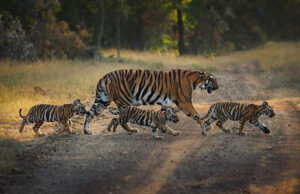 एमपी फिर बन सकता है टाइगर स्टेट: All India Tiger Estimation 2026 की प्रक्रिया शुरू