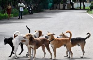 कर्नाटक सरकार करेगी स्ट्रिट डॉग्स की देखभाल, हर कुत्ते पर रोज 50 रुपये खर्च