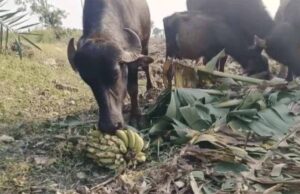 केले के दाम औंधे मुंह गिरे: बड़वानी के किसान फसल काटकर पशुओं को खिलाने को मजबूर