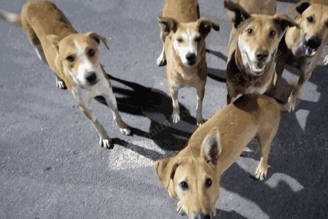 dog_A_58_2.jpg
