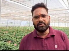 सब्सिडी से नीरज की बदली तकदीर, जरबेरा की खेती से लाखों की कमाई