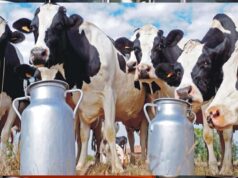 यूपी के डेयरी उत्पादों के निर्यात में 10% की अभूतपूर्व वृद्धि