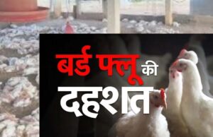 पोल्ट्री फार्म में 5000 से अधिक मुर्गियों की संदिग्ध मौत, बर्ड फ्लू की आशंका, पशु चिकित्सा विभाग में हड़कंप