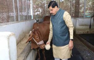 मुख्यमंत्री डॉ. यादव ने गौ सेवा कर की अपने जन्मदिन की शुरूआत