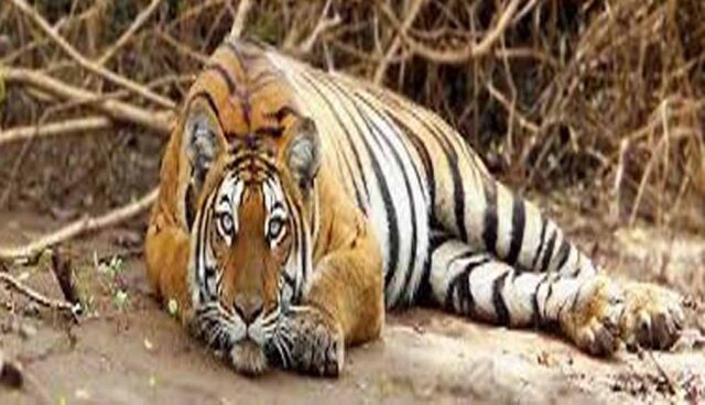 Tiger_01-2.jpg
