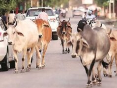 मध्य प्रदेश के 40 लाख आवारा पशुओं को मिलेगा 12 अंकों का कोड, केसरिया टैग से होगी पहचान