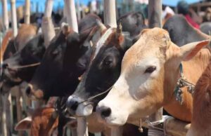 गोशालाएं बनेंगी अर्थव्यवस्था का ग्रोथ इंजन