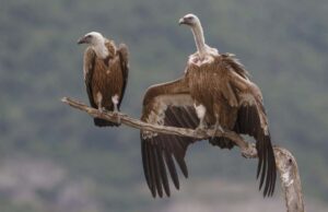 वन विहार हो रहा है गिद्ध संरक्षण के अंतर्राष्ट्रीय उत्कृष्टता केंद्र के रूप में स्थापित