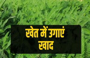 हरी खाद- खेती में बढ़ेगा उत्पादन, मिट्टी की सेहत होगी बेहतर