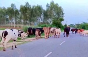 यूपी में गोशालाओं को मिलेगा नया बिजनेस मॉडल, जैविक खेती पर जोर