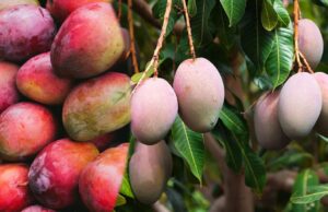 Japan Mango Ban: जापान ने भारतीय आमों पर लगाया बैन, जानिए वहां किस आम की सबसे ज्यादा डिमांड