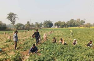 उत्तर प्रदेश में आलू किसानों को राहत की तैयारी: अन्य राज्यों में भेजा जाएगा उत्पादन