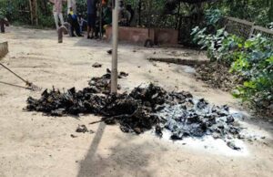नौतपा की भीषण गर्मी का असर, रोज 500 चमगादड़ों की मौत से मचा हड़कंप