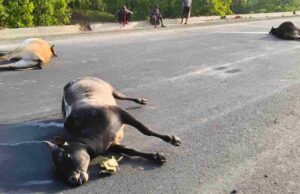 रायगढ़ में दर्दनाक हादसा, भारतमाला सड़क पर तेज रफ्तार वाहन ने 7 बैलों को कुचला; 5 की मौत