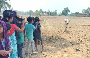 श्रावस्ती में 7 दिन खेत में चक्कर लगाती गाय, बीमारी निकली वजह