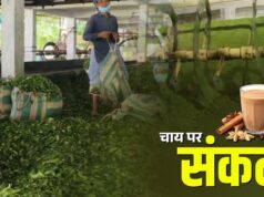 भारत के नए नियम से नेपाल की चाय इंडस्ट्री पर संकट, फैक्ट्रियों में उत्पादन ठप; अब पाकिस्तान-बांग्लादेश से उम्मीद