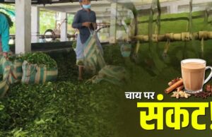 भारत के नए नियम से नेपाल की चाय इंडस्ट्री पर संकट, फैक्ट्रियों में उत्पादन ठप; अब पाकिस्तान-बांग्लादेश से उम्मीद