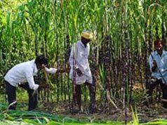यूपी के गन्ना किसानों को 3.22 लाख करोड़ का रिकॉर्ड भुगतान, बदली खेती की तस्वीर