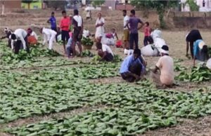 तेंदूपत्ता संग्राहकों के खातों में पहुंचे 12 करोड़, हजारों परिवारों के चेहरे पर लौटी मुस्कान