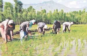 बस्तर में खरीफ की तैयारियां तेज, मानसून से पहले खेतों में उम्मीदों की बुआई शुरू