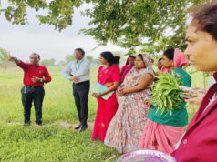 धमतरी मॉडल बना देश के लिए प्रेरणा, औषधीय पौधों की खेती से बदली महिलाओं की तकदीर, बढ़ेगा दायरा