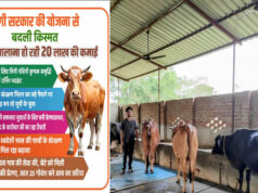 योगी सरकार की योजना से बदली किस्मत, डेयरी से सालाना हो रही 20 लाख की कमाई