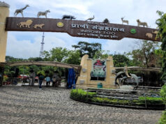 इंदौर चिड़ियाघर में बढ़ेगा आकर्षण, आएगा एक सींग वाले गैंडों का जोड़ा, 700 किमी दूर से पहुंचेगा दरियाई घोड़ा ‘सतीश’