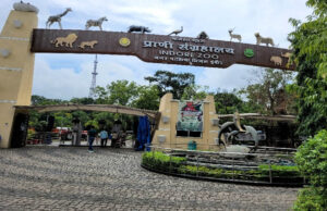 इंदौर चिड़ियाघर में बढ़ेगा आकर्षण, आएगा एक सींग वाले गैंडों का जोड़ा, 700 किमी दूर से पहुंचेगा दरियाई घोड़ा ‘सतीश’