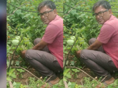 जबलपुर पूर्व प्रदेश अध्यक्ष सुनील कुमार राय ने पीपल के वृक्ष मझौली में लगाए