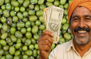 मूंग किसानों की हुई बल्ले-बल्ले! प्रदेश में रेट ₹500 प्रति क्विंटल बढ़े, सरकार की बढ़ी चिंता