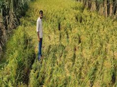 31 जुलाई तक कराएं फसल बीमा, धान समेत 10 फसलों के किसानों को मिलेगा सुरक्षा कवच