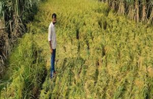 31 जुलाई तक कराएं फसल बीमा, धान समेत 10 फसलों के किसानों को मिलेगा सुरक्षा कवच