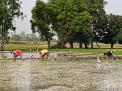 CG में बारिश थमते ही खेती पर असर, बोवनी और रोपाई का काम हुआ प्रभावित