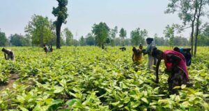 गीदम समिति ने रचा इतिहास, 38 वर्षों में सबसे अधिक कीमत पर बिका तेंदूपत्ता