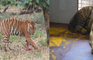 युवराज बाघ का खिवनी अभ्यारण से वन विहार तक का सफर