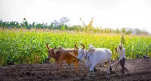मुख्यमंत्री डॉ. यादव 10.54 लाख किसानों के खातों में 1460.25 करोड़ की राशि करेंगे अंतरित