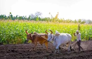 मुख्यमंत्री डॉ. यादव 10.54 लाख किसानों के खातों में 1460.25 करोड़ की राशि करेंगे अंतरित