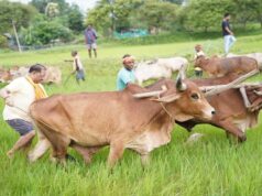 अपनी माटी और खेती-किसानी से मुख्यमंत्री विष्णु देव साय का आत्मीय जुड़ाव