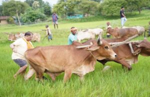 अपनी माटी और खेती-किसानी से मुख्यमंत्री विष्णु देव साय का आत्मीय जुड़ाव
