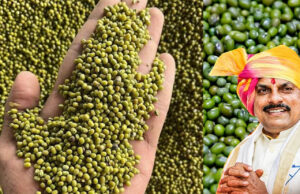 MP MSP Mung Procurement: मध्य प्रदेश में मूंग खरीदी का नया प्लान लागू, किसानों को मिलेगा बड़ा फायदा