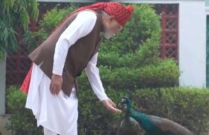 PM मोदी ने शेयर किया खास वीडियो, गायों को चारा और मोरों को खिलाया दाना