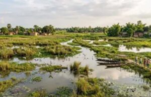 यूपी की सात और वेटलैंड बनेंगी रामसर साइट, अंतरराष्ट्रीय पहचान मिलने से बढ़ेगा संरक्षण