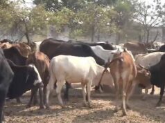 छत्तीसगढ़ में गौठान में 6 गायों की मौत पर कार्रवाई, सहायक पशु चिकित्सा अधिकारी हटे