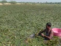 बड़ा तालाब में कीटनाशक छिड़काव पर NGT सख्त, कलेक्टर और नगर निगम को नोटिस