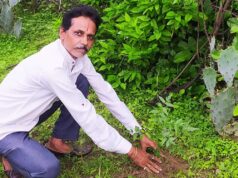 शहडोल संभागीय अध्यक्ष प्रकाश सोनी ने लगाए नीम के पौधे
