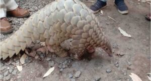 पैंगोलिन के अवैध शिकार और तस्करी के आरोपियों की जमानत याचिका खारिज